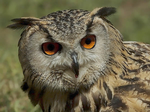 Huuhkaja, Eurasian Eagle Owl, Bubo bubo